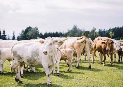 Waldviertler Blondvieh