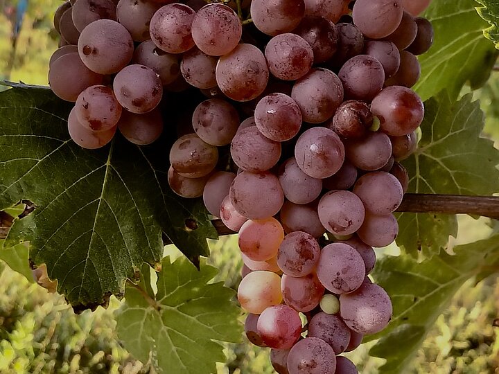 csm_sf_arche_des_geschmacks_roter_veltliner_06_c_hans_czerny_01_2bd5b8a71e